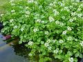 2009-0510-Watercress_1925-15,3C